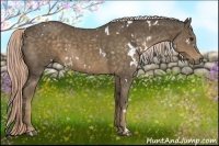 Horse Color:White Spotted Chocolate Palomino