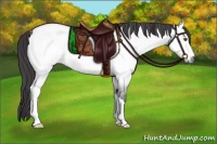 Horse Color:Platinum Buckskin Roan Dun 