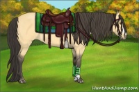 Horse Color:Buckskin Roan Dun