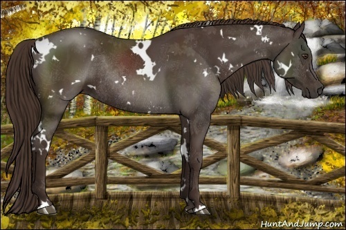 Horse Color:White Spotted Liver Chestnut Rabicano 