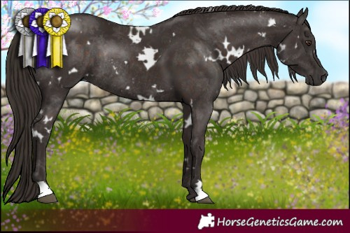 Horse Color:White Spotted Liver Chestnut Rabicano