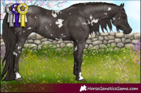 Horse Color:White Spotted Liver Chestnut Rabicano 