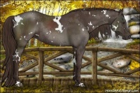 Horse Color:White Spotted Liver Chestnut Rabicano 