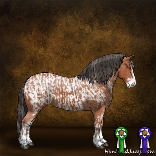 Horse Color:Bay Sabino and Bay Sabino Near Leopard