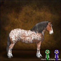 Horse Color:Bay Sabino  and Bay Sabino Appaloosa 