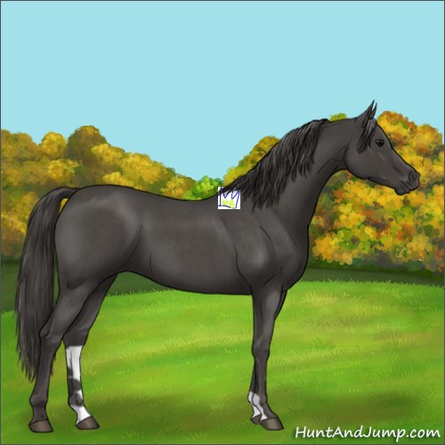 Horse Color:Smoky Blue Roan 