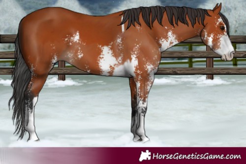 Horse Color:Bay Sabino  and Bay Sabino 