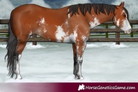 Horse Color:Bay Sabino  and Bay Sabino 