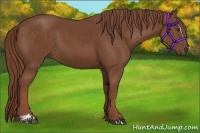 Horse Color:Chestnut Sabino