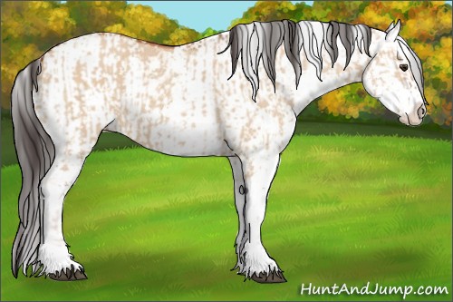 Horse Color:Bay Dun Sabino  and Bay Dun Sabino Rabicano 