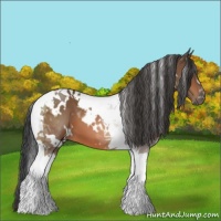Horse Color:White Spotted Bay Tobiano