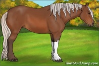 Horse Color:Silver Bay 