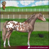 Horse Color:Chestnut Appaloosa 