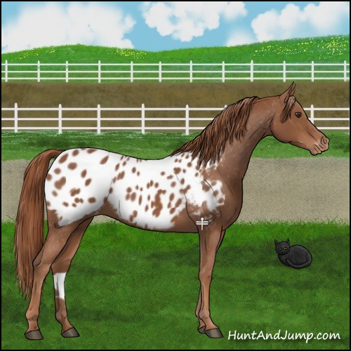 Horse Color:Chestnut Blanket