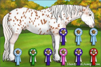 Horse Color:Silver Bay Sabino Appaloosa 