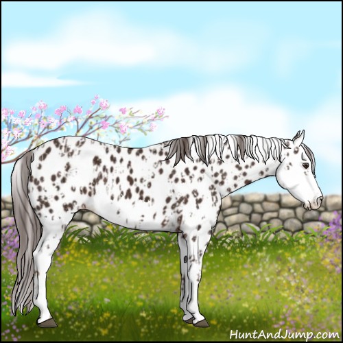 Horse Color:Liver Chestnut Sabino Splash Leopard and Liver Chestnut Sabino Splash Leopard