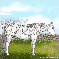 Horse Color:Liver Chestnut Sabino Splash Leopard  and Liver Chestnut Sabino Splash Leopard 