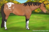 Horse Color:Bay Appaloosa 