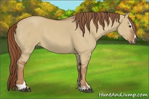Horse Color:Red Dun Sabino