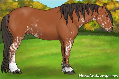 Horse Color:Bay Sabino  and Bay Sabino 