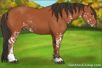 Horse Color:Bay Sabino  and Bay Sabino 