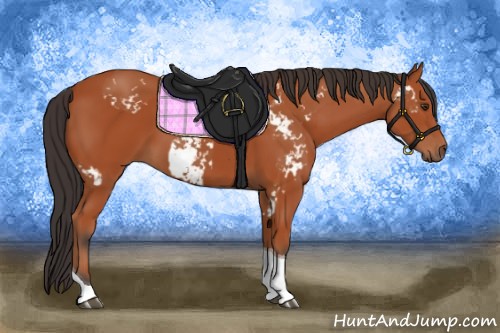 Horse Color:Bay Sabino  and Bay Sabino Tobiano 