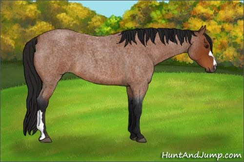 Horse Color:Gray Bay Roan