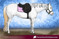 Horse Color:Buckskin Sabino Blanket