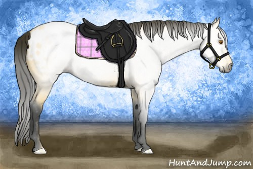Horse Color:Gray Buckskin Roan Appaloosa 