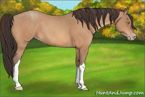 Horse Color:Amber Champagne 