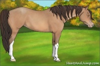 Horse Color:Amber Champagne 