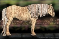 Horse Color:Chestnut and Palomino