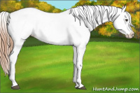 Horse Color:Chestnut Appaloosa