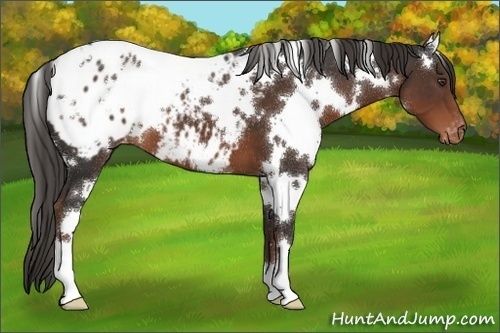 Horse Color:White Spotted Liver Chestnut Appaloosa 