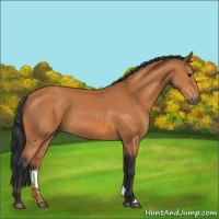 Horse Color:Bay 