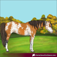 Horse Color:Buckskin Sabino and Buckskin Sabino