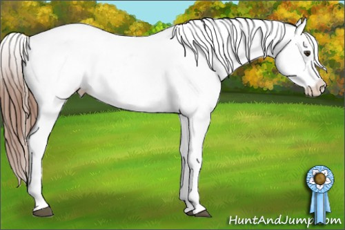Horse Color:Chestnut Appaloosa