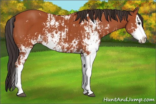 Horse Color:Bay Sabino  and Bay Sabino Splash 