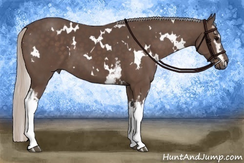 Horse Color:White Spotted Silver Black 