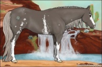 Horse Color:White Spotted Silver Black 