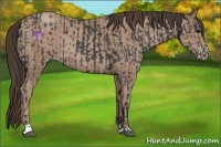 Horse Color:Black  and Classic Champagne 