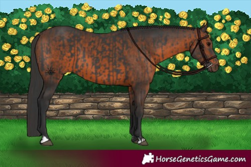 Horse Color:Black  and Brown 