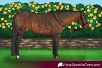 Horse Color:Black  and Brown 