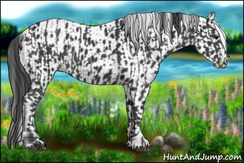 Horse Color:Black and Black Leopard