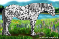 Horse Color:Black  and Black Leopard 