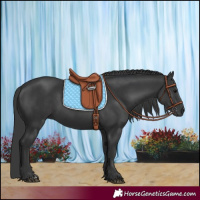 Horse Color:Black  and Black Rabicano 