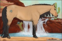 Horse Color:Bay Dun