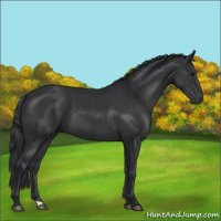 Horse Color:Black  and Black Rabicano 