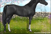 Horse Color:Black and Black