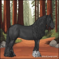 Horse Color:Black and Black